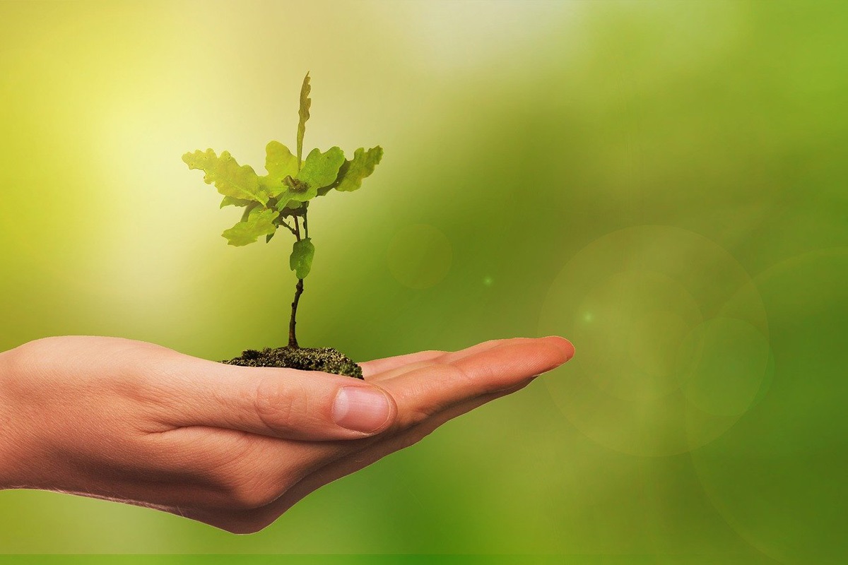 Immagine di germoglio